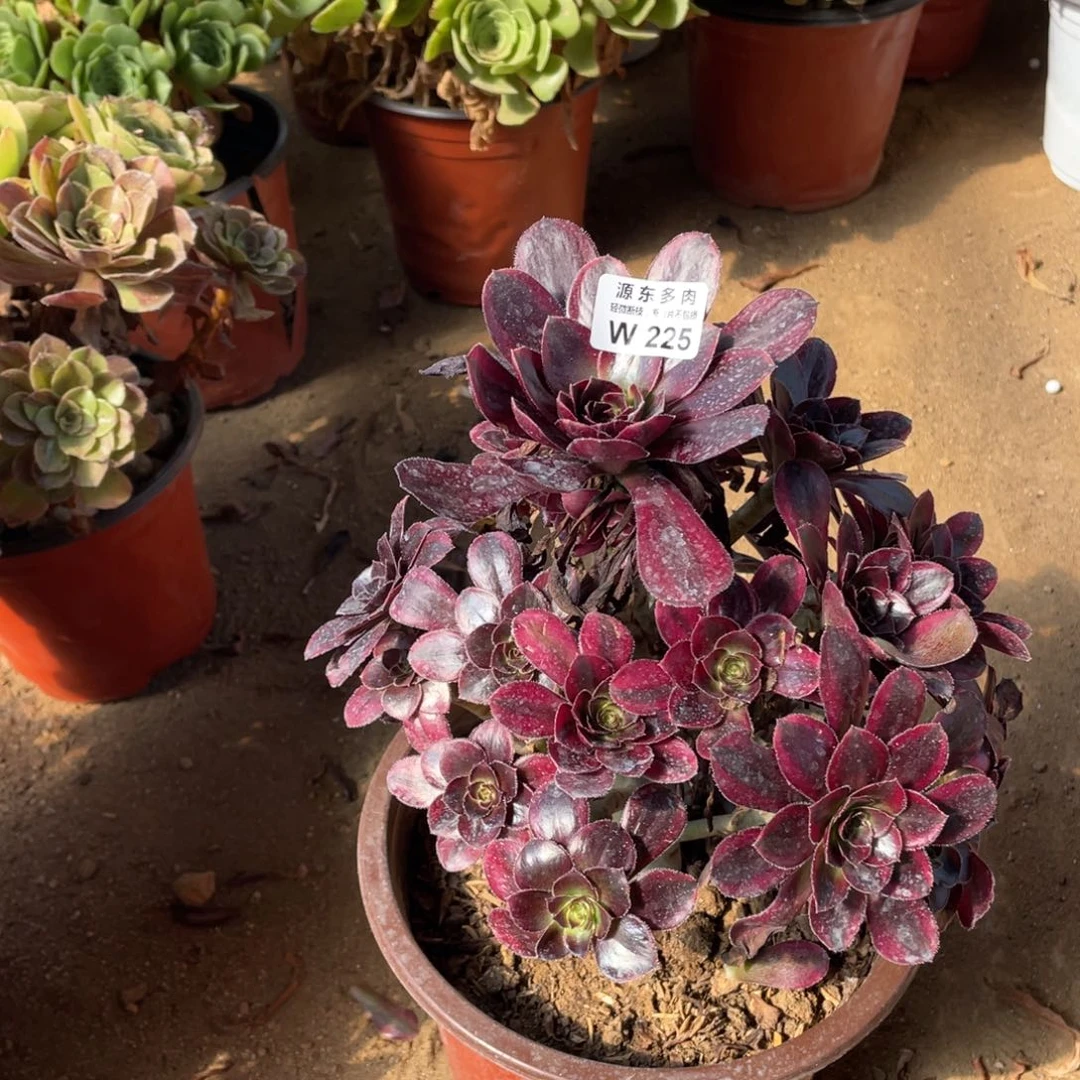 225花蝴蝶多肉法师断枝不包