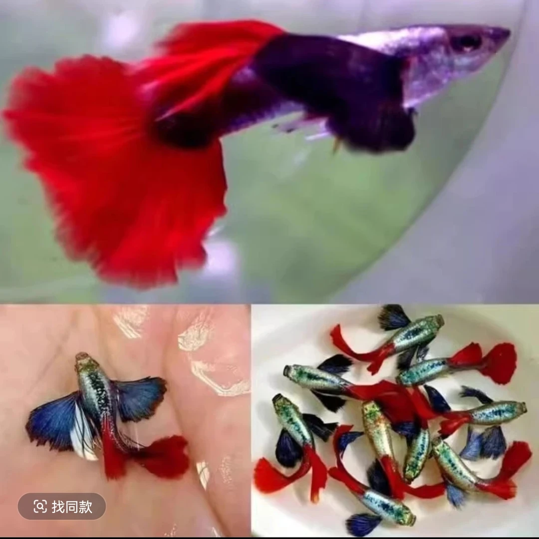 精品白金红尾象耳鎏金花蝴蝶种鱼公母搭对到家就生