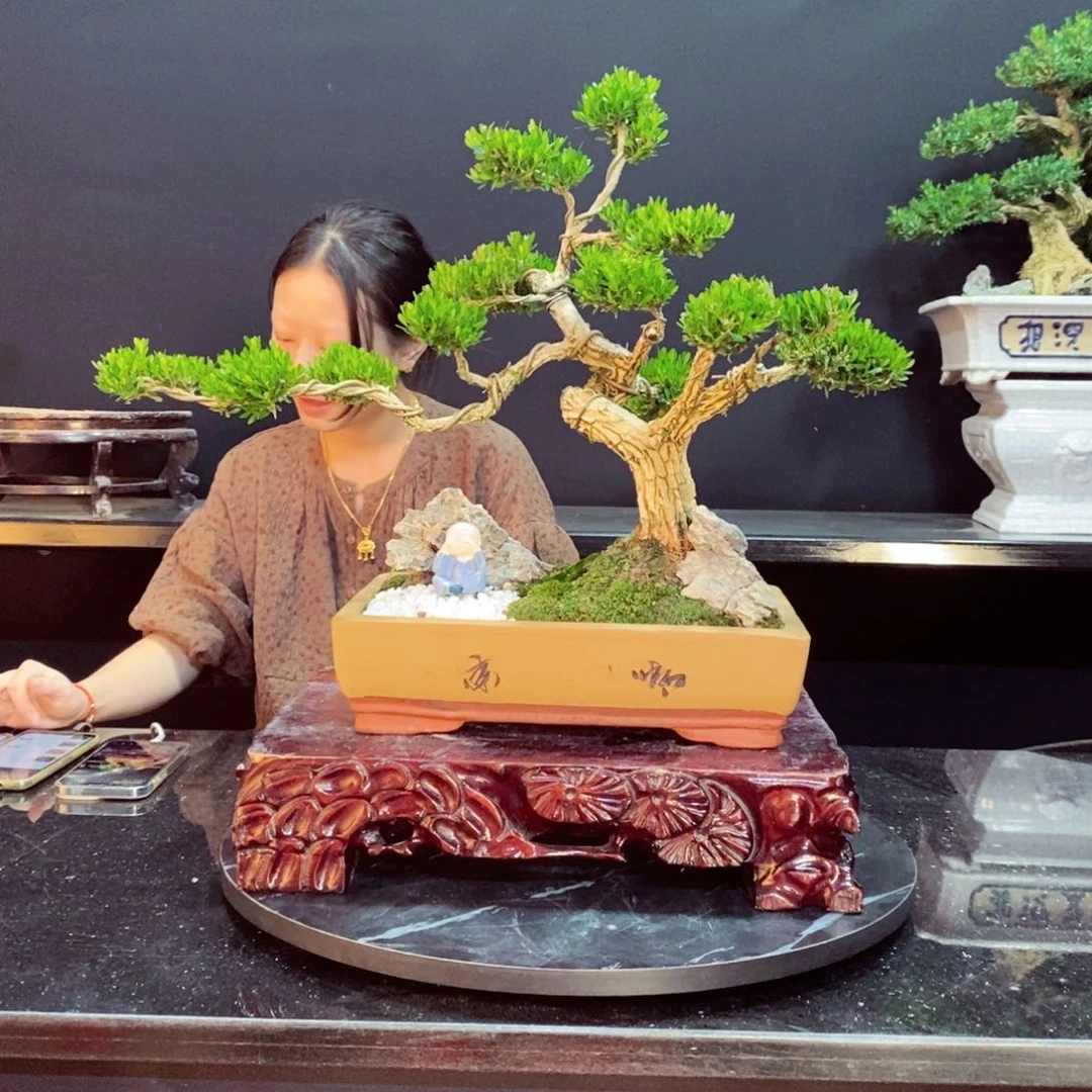 无花朵黄杨盆景园林