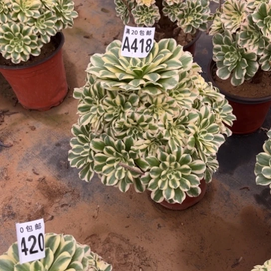 418迈巴赫不包断枝