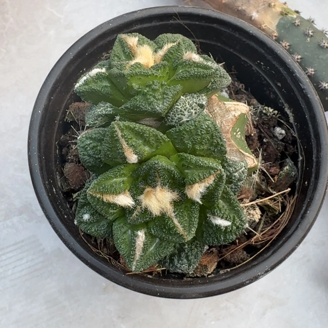 【闪购商品】双头苗接辛顿