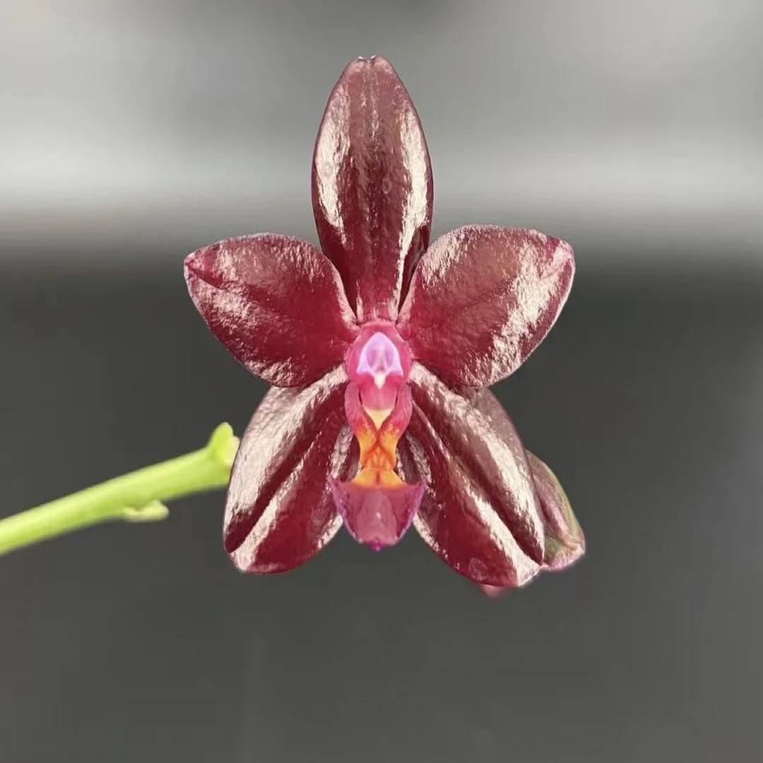 原生花苗【红珍珠】1.7寸杯不带花剑拇指苗叶片微瑕可以挑苗