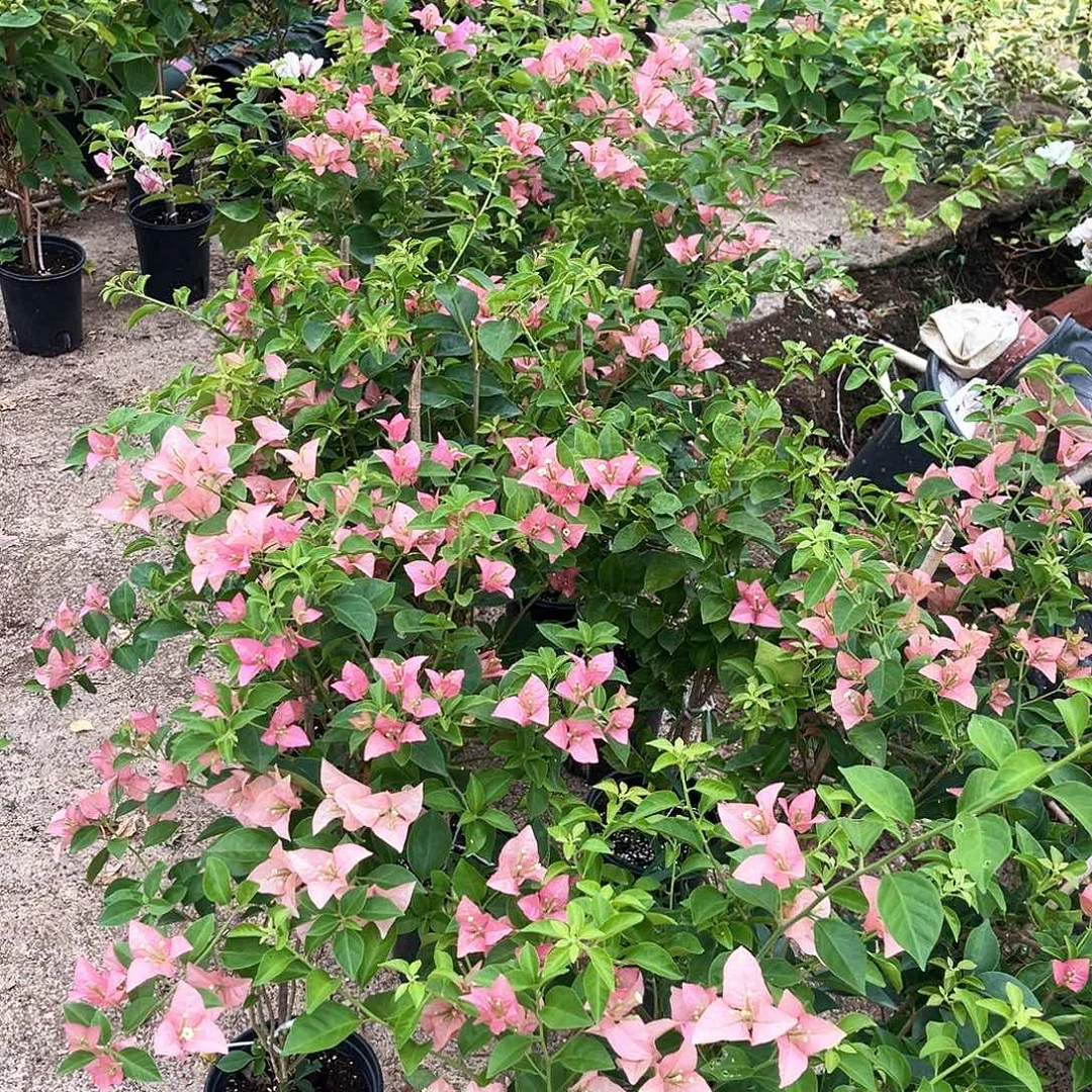 当前无花朵，栽培后可花朵卡亚塔