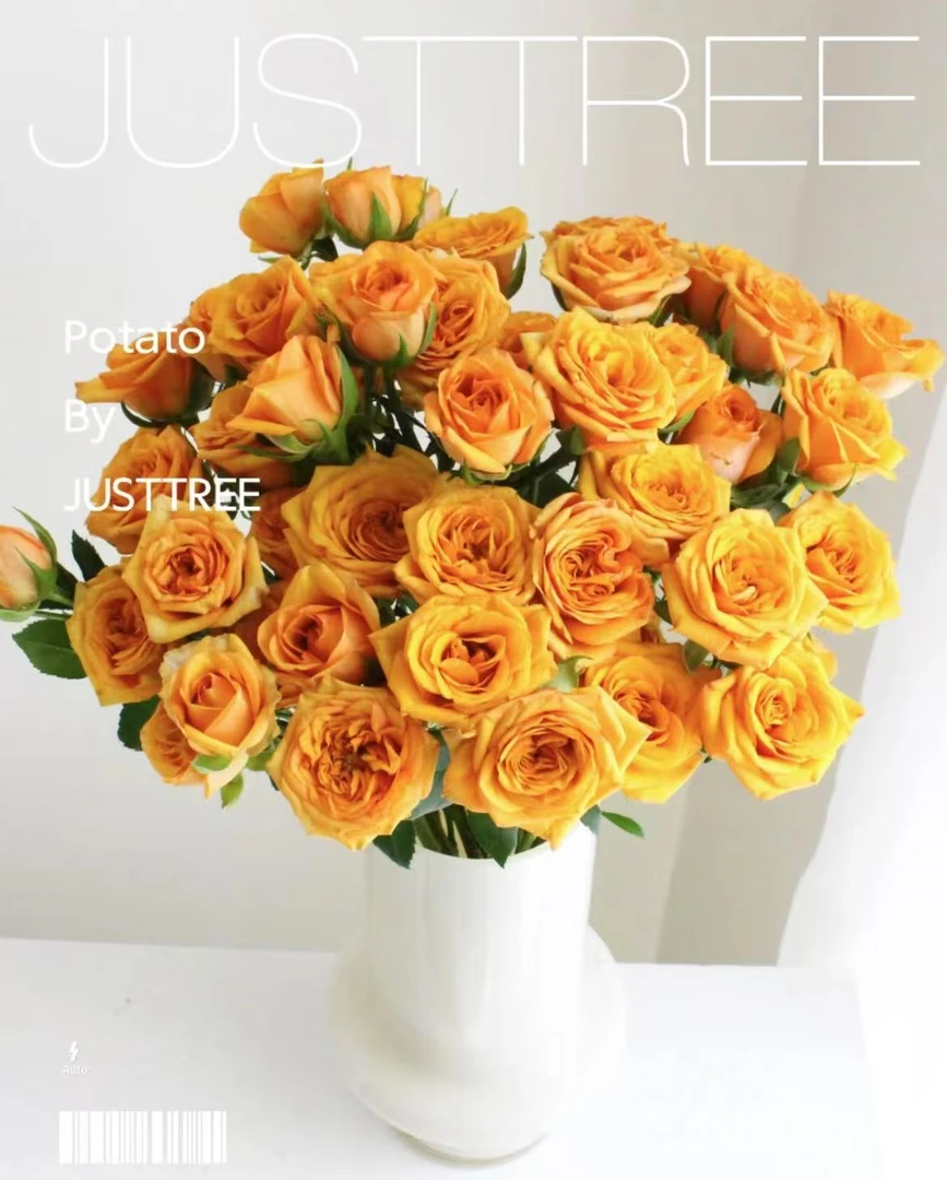 【金色麦浪】1单中通 同地址2单以上顺丰或德邦空运 云南鲜花