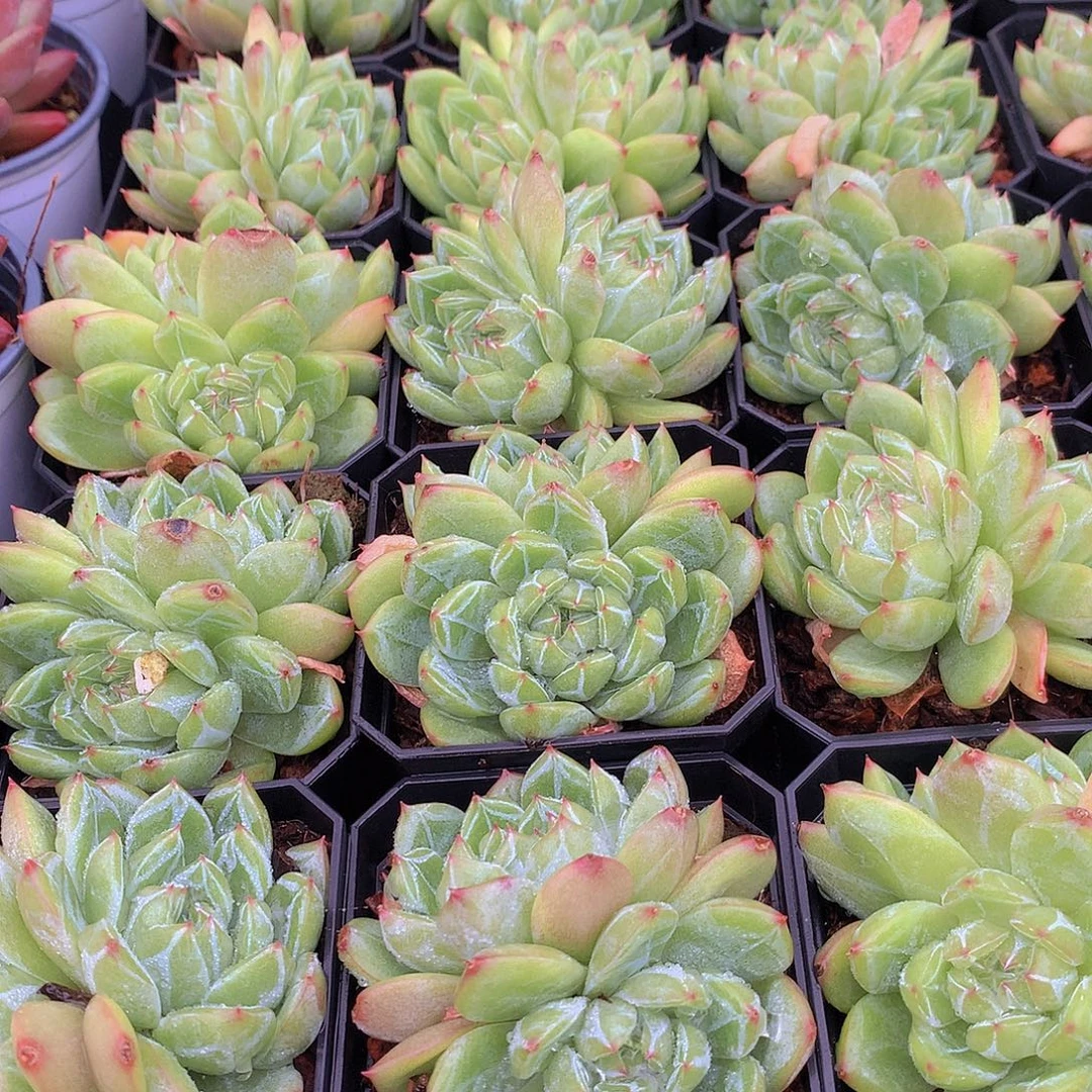 雪花珍妮双头356889900000