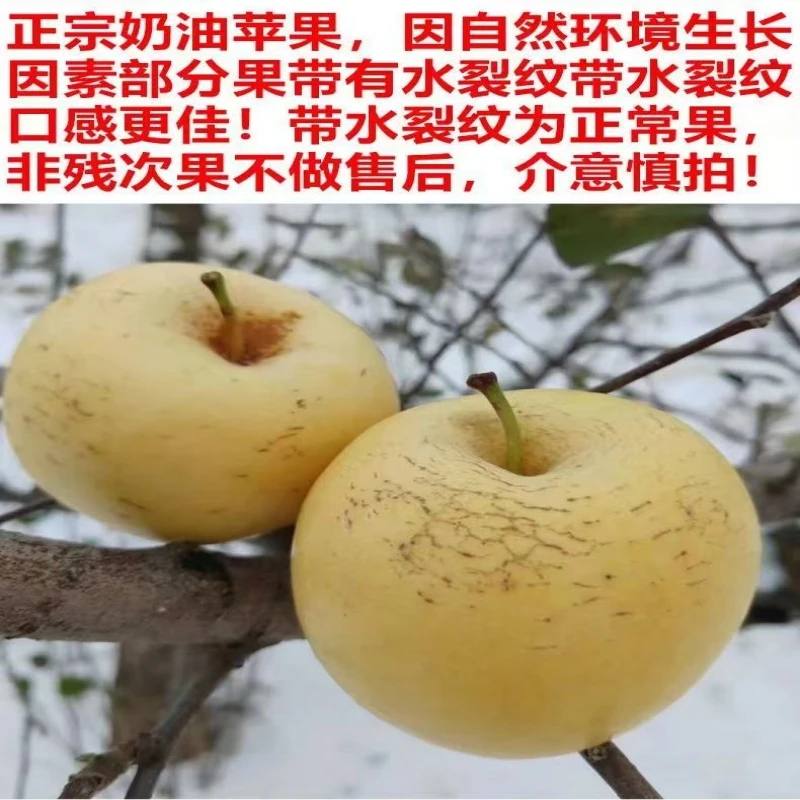 烟台黄金奶油丑苹果产地直发新鲜脆甜多汁6-9棵左右净重4.5斤