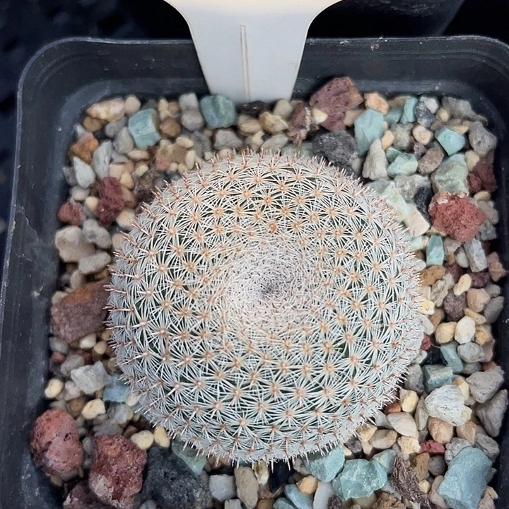 7197 雪娟实生裸根发货