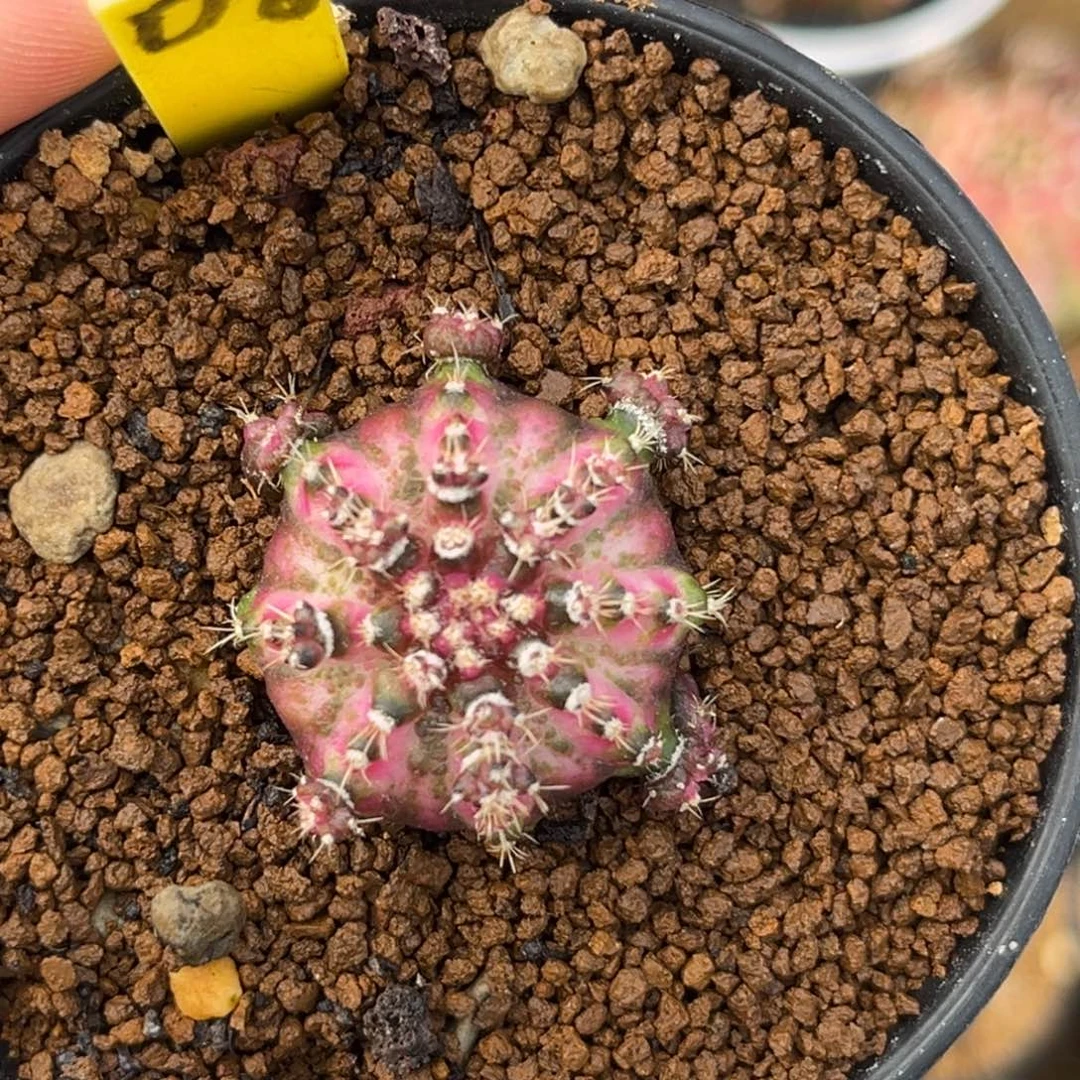 D8 腹肌海神 福利捡漏