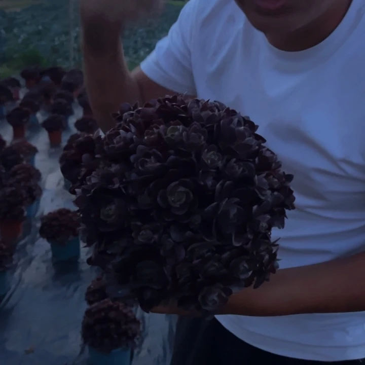 19.9色戒玫瑰一棵