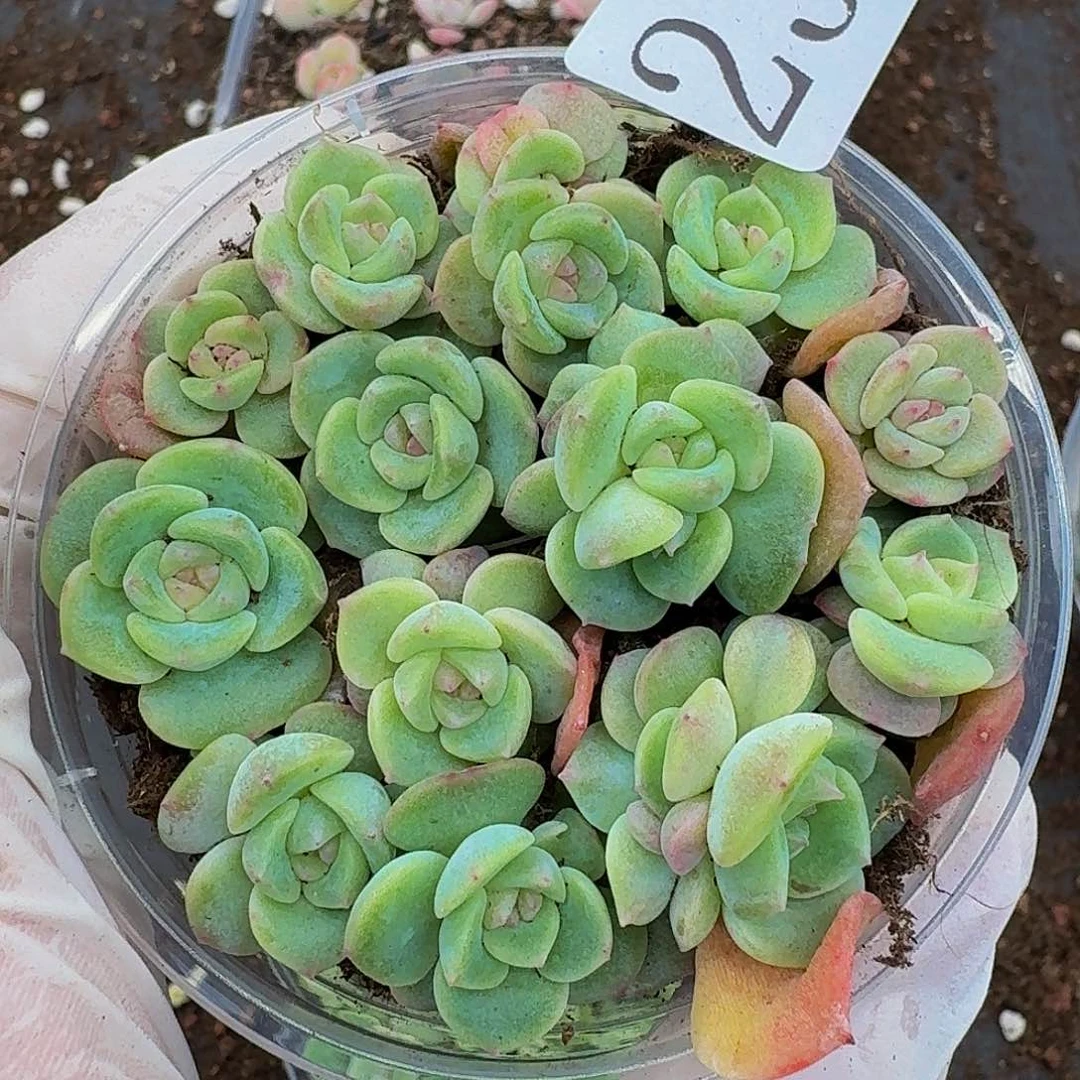 多肉植物多肉植物234