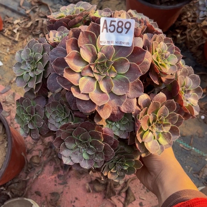 花月夜多肉植物589.