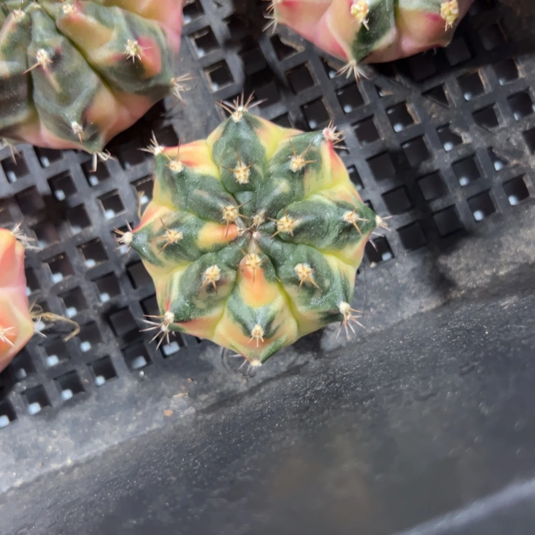 元旦福利价 云端之上脱土发货13