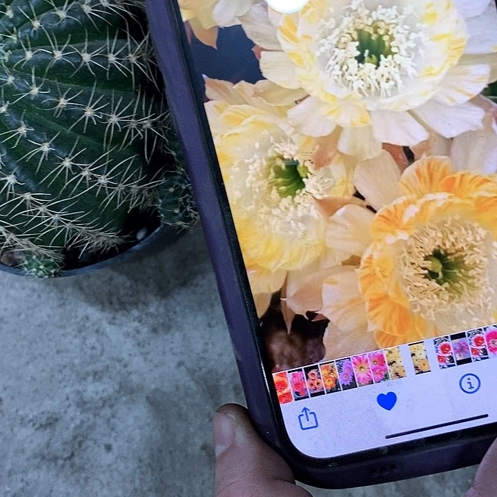 黄拉丝丽花，2578900