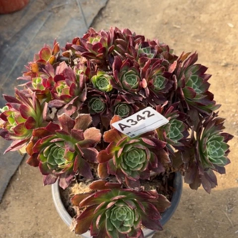 多肉植物莲花老桩