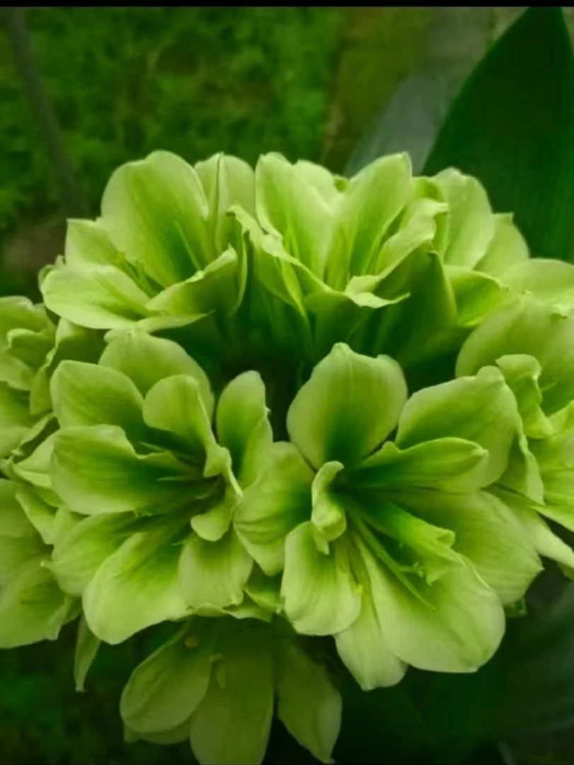 绿花重瓣3-5叶苗