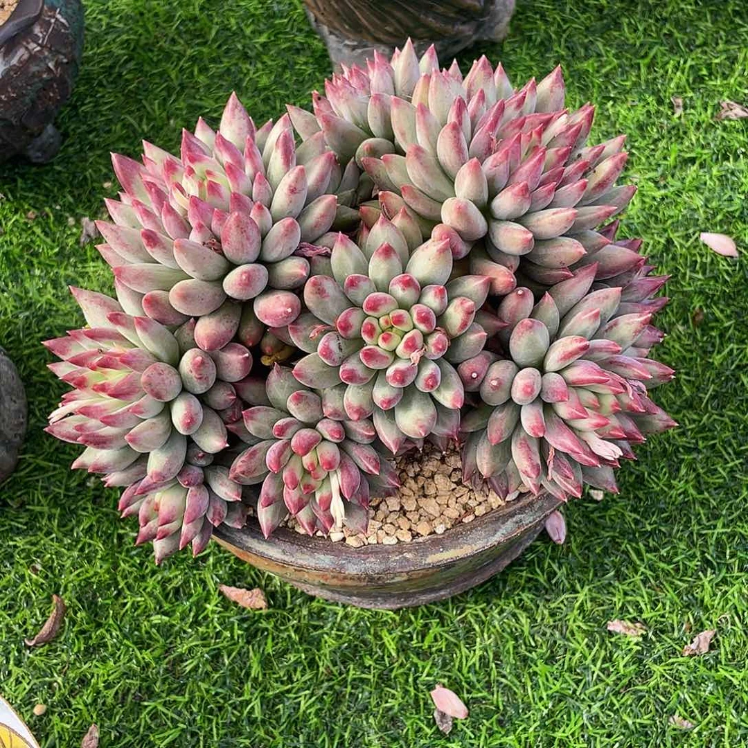 岩字群生多肉植物一物一拍