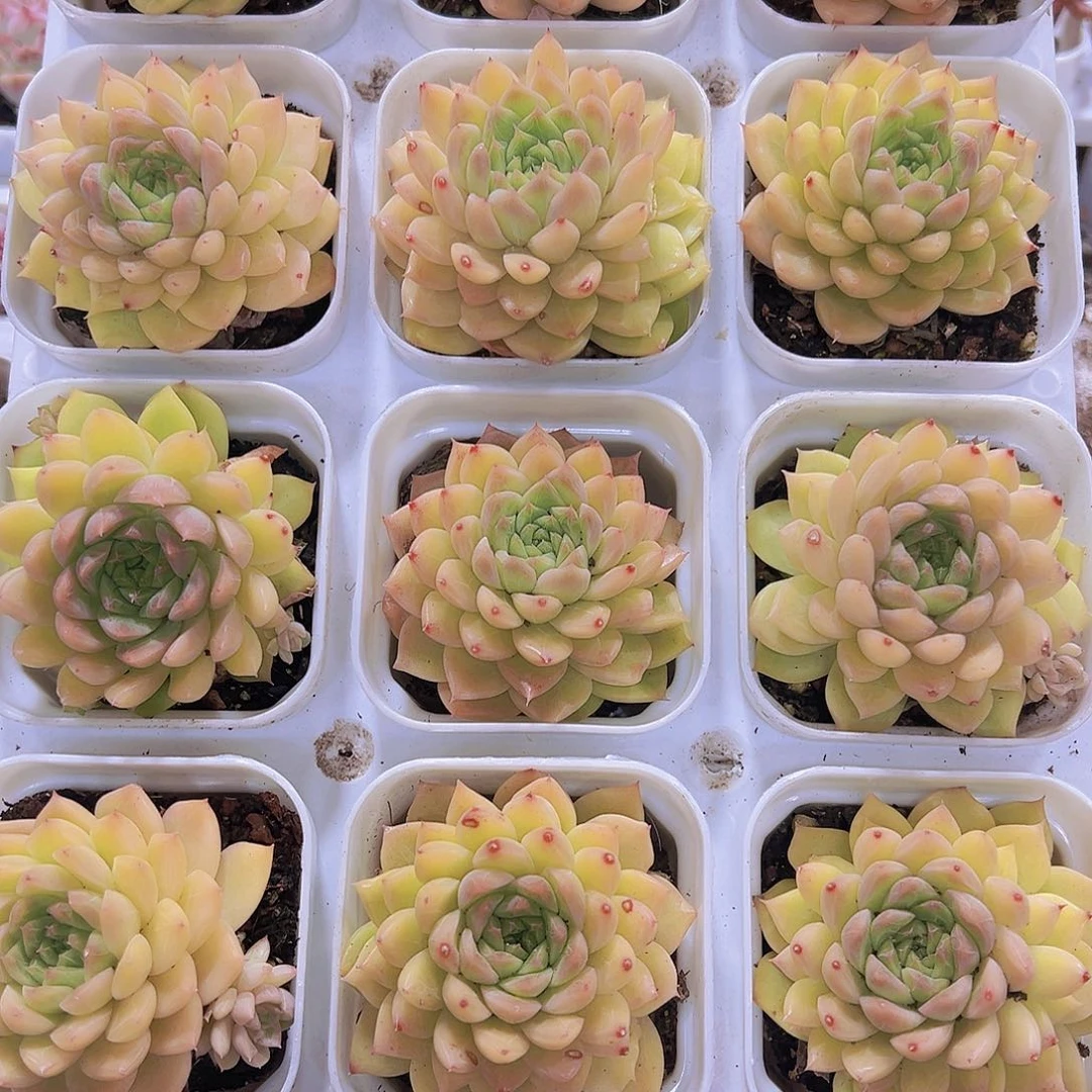 黄金麦杆19包邮多肉