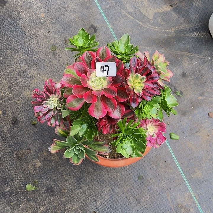 用****0架接法师一个47号