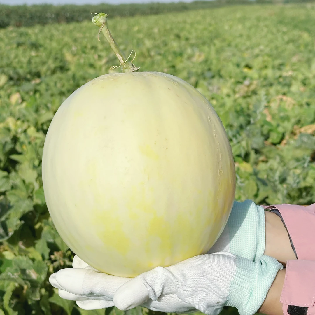 新疆直发雷达山歪瓜银瓜脆甜多汁果园甜瓜现采现发