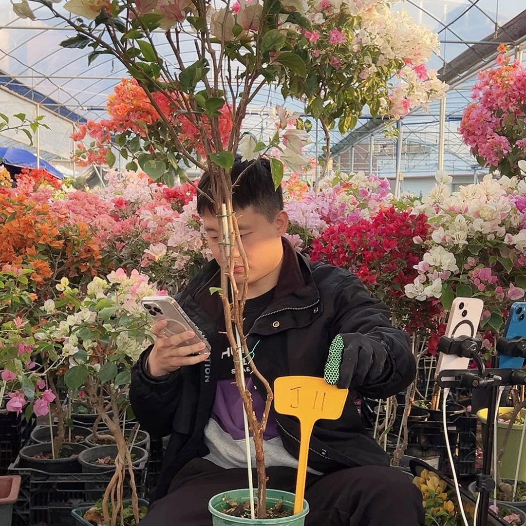 流***娘大部分花苞少量开放J11浅彩虹