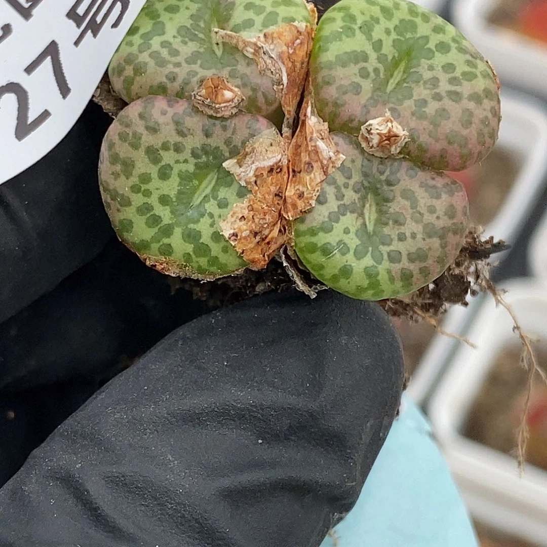 桃喜花园0626-27安贞