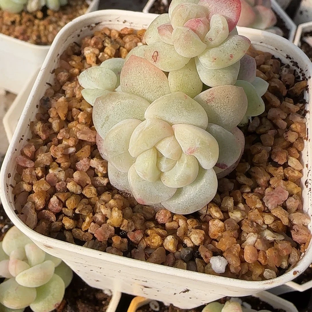 冰玉石化紫锦群群5头包整脱土