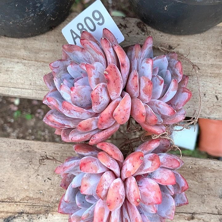 雪天使两颗A809号lll