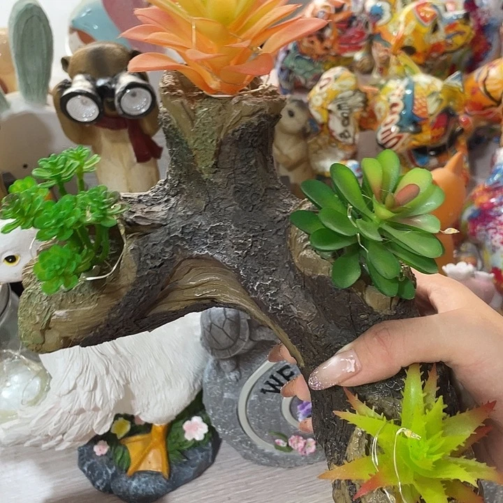 样品样品样品多肉植物