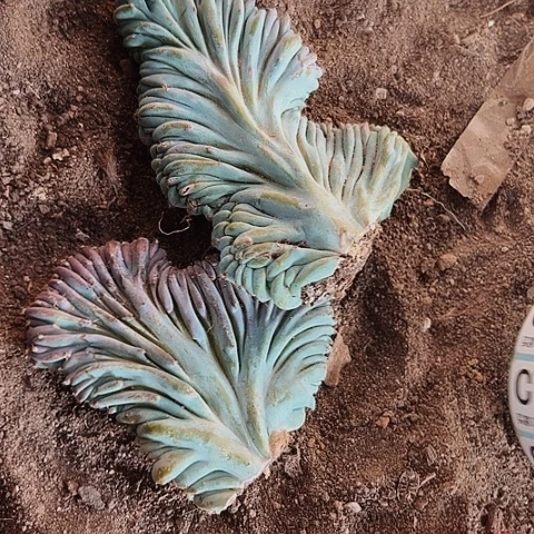 710两个仙人球无根无根