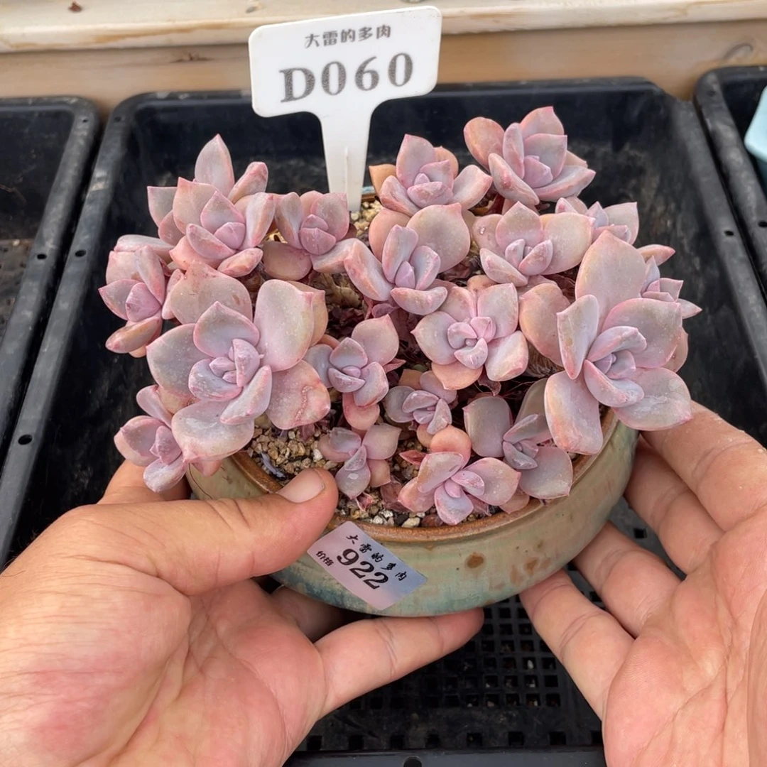 060彩虹糖不带盆15厘米