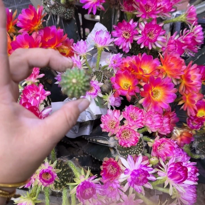 319新品荷花歪无根侧牙3公分左右