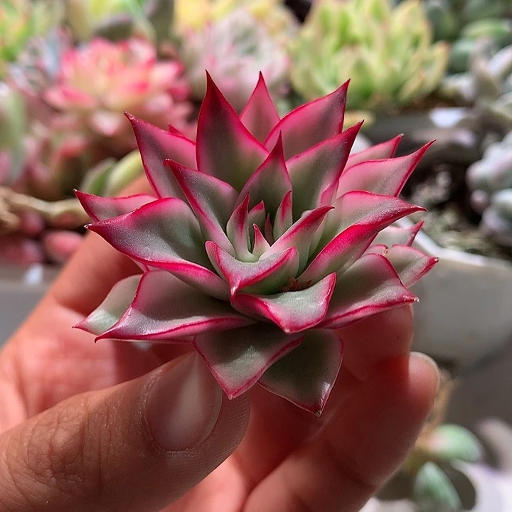 吉赛尔锦腹轮锦锦