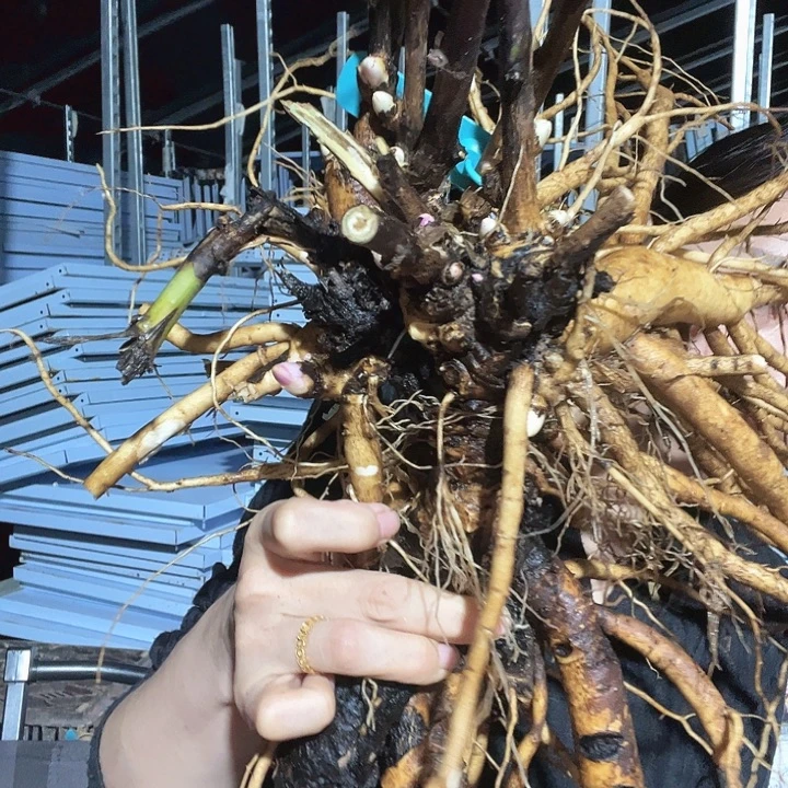当前无花栽培后可以开花柠檬梦3年
