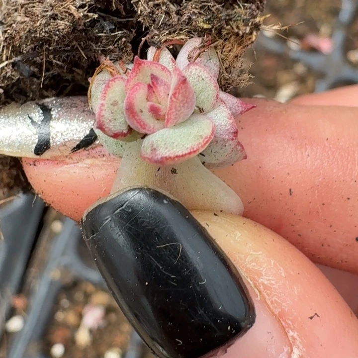 黑玫瑰水晶一物一拍67