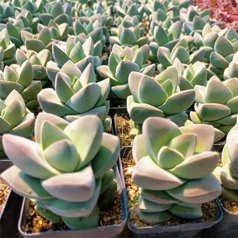 纪之川青锁龙属多肉植物盆栽稀有好养
