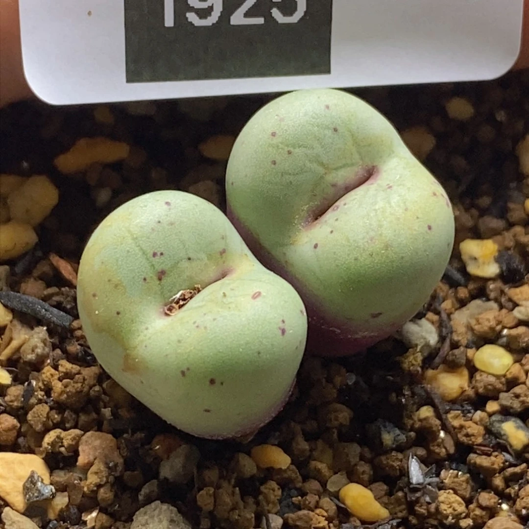 喵*咪1-1925好看好看贝特芬