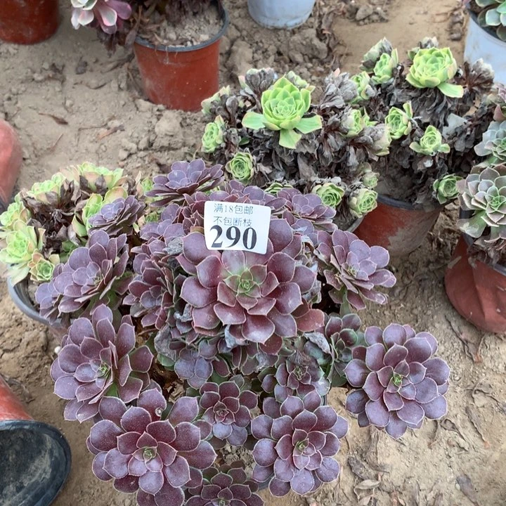 290荷兰玫瑰大手捧4