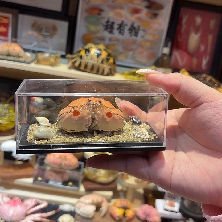 真实逍遥馒头蟹标本