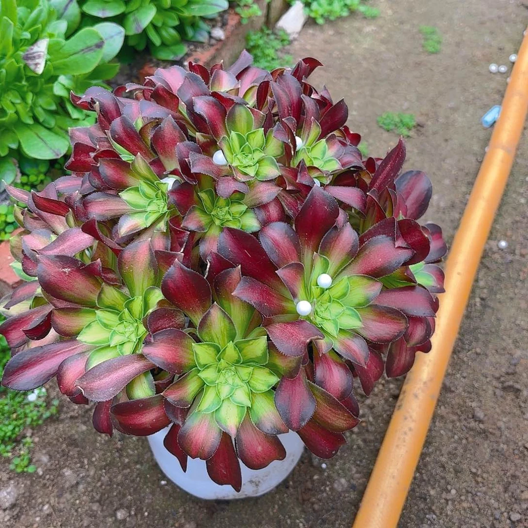 韶华多肉植物手捧老庄
