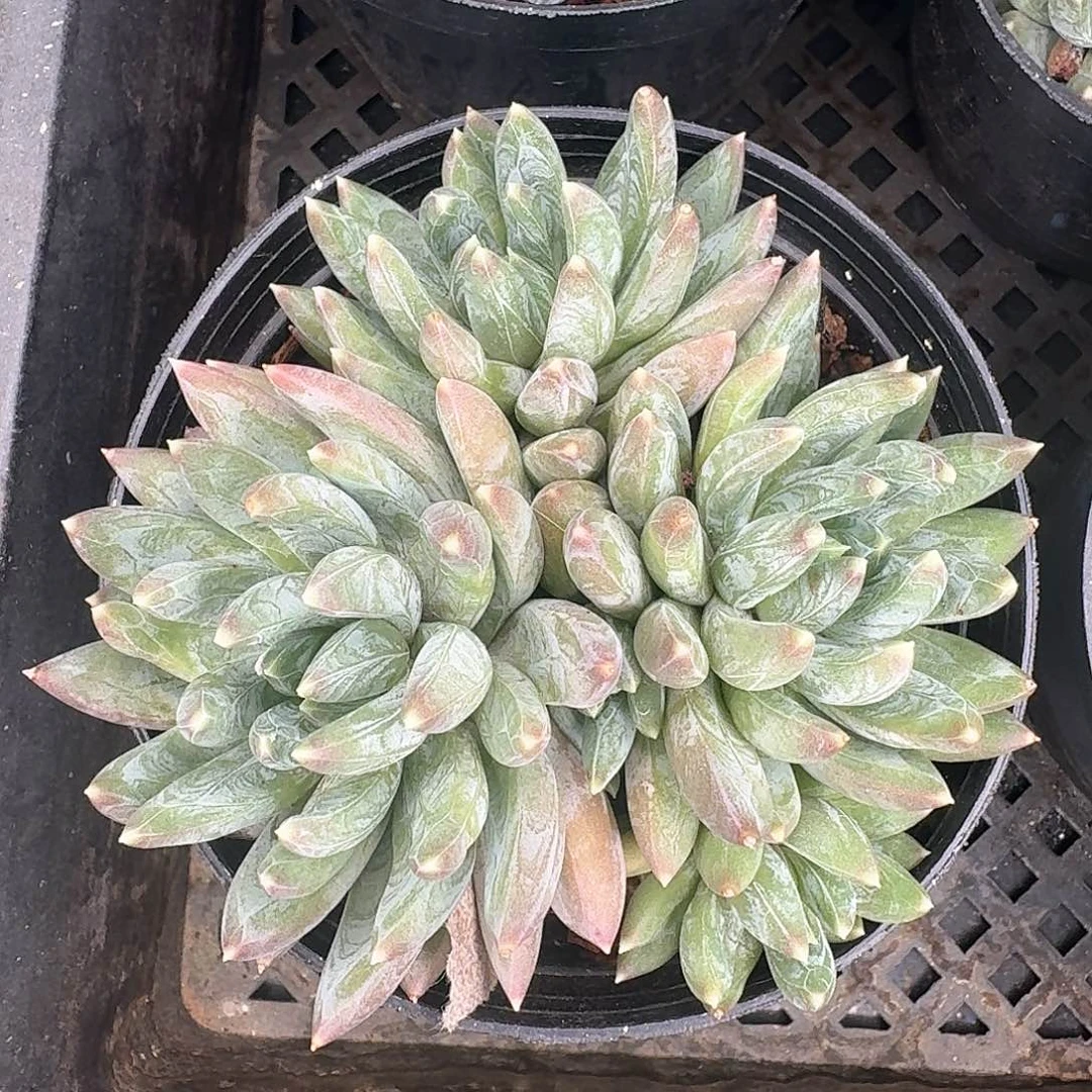 从前慢多肉编号炫彩星