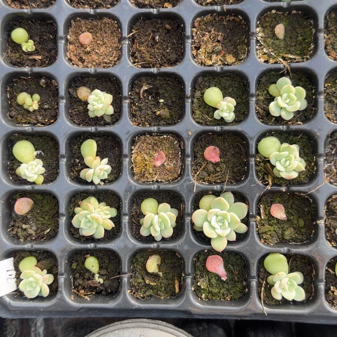 粉甜穴5个满25包邮