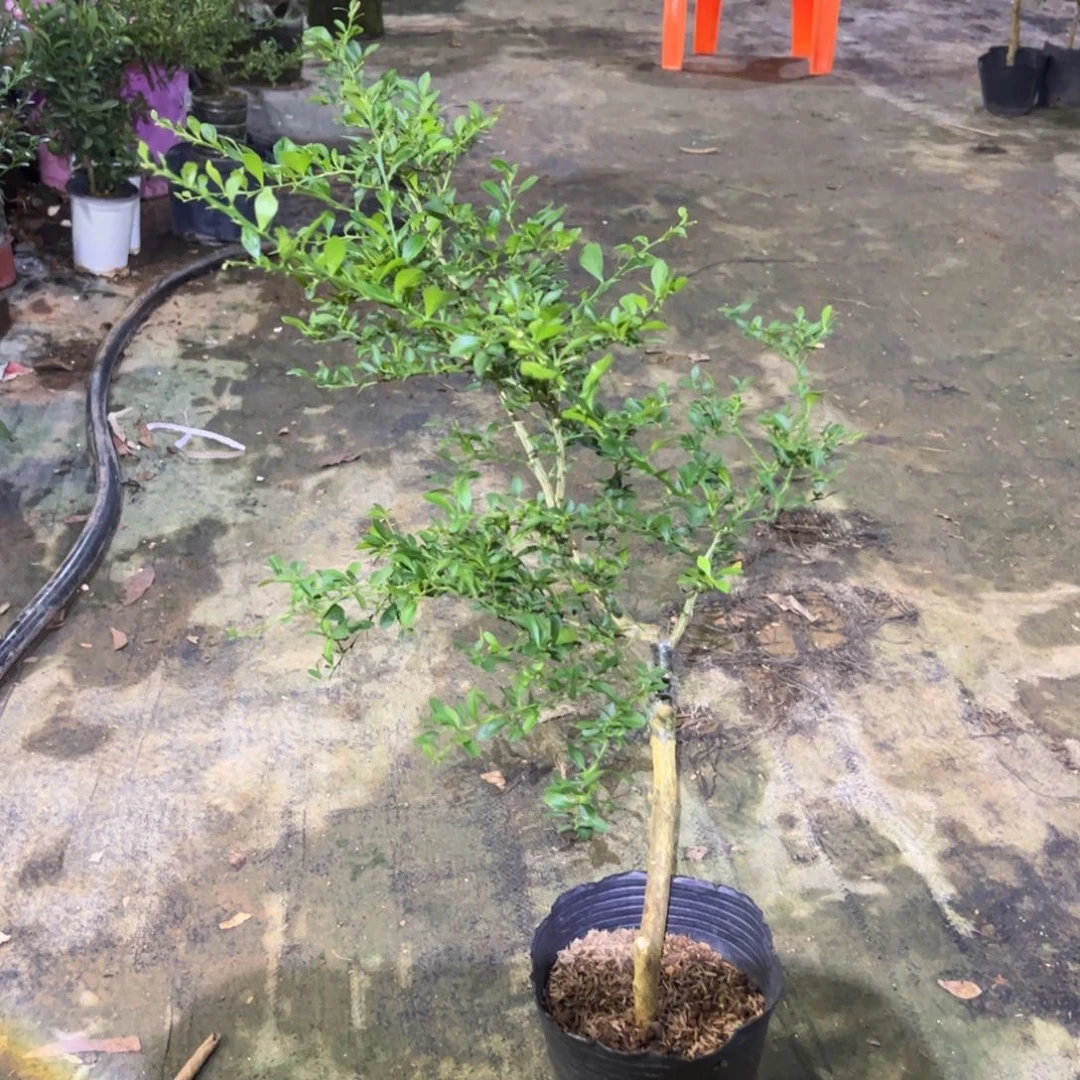 完全开放盆栽花卉苗木