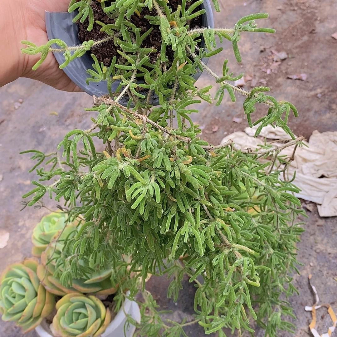 枝干番杏整桩自然群