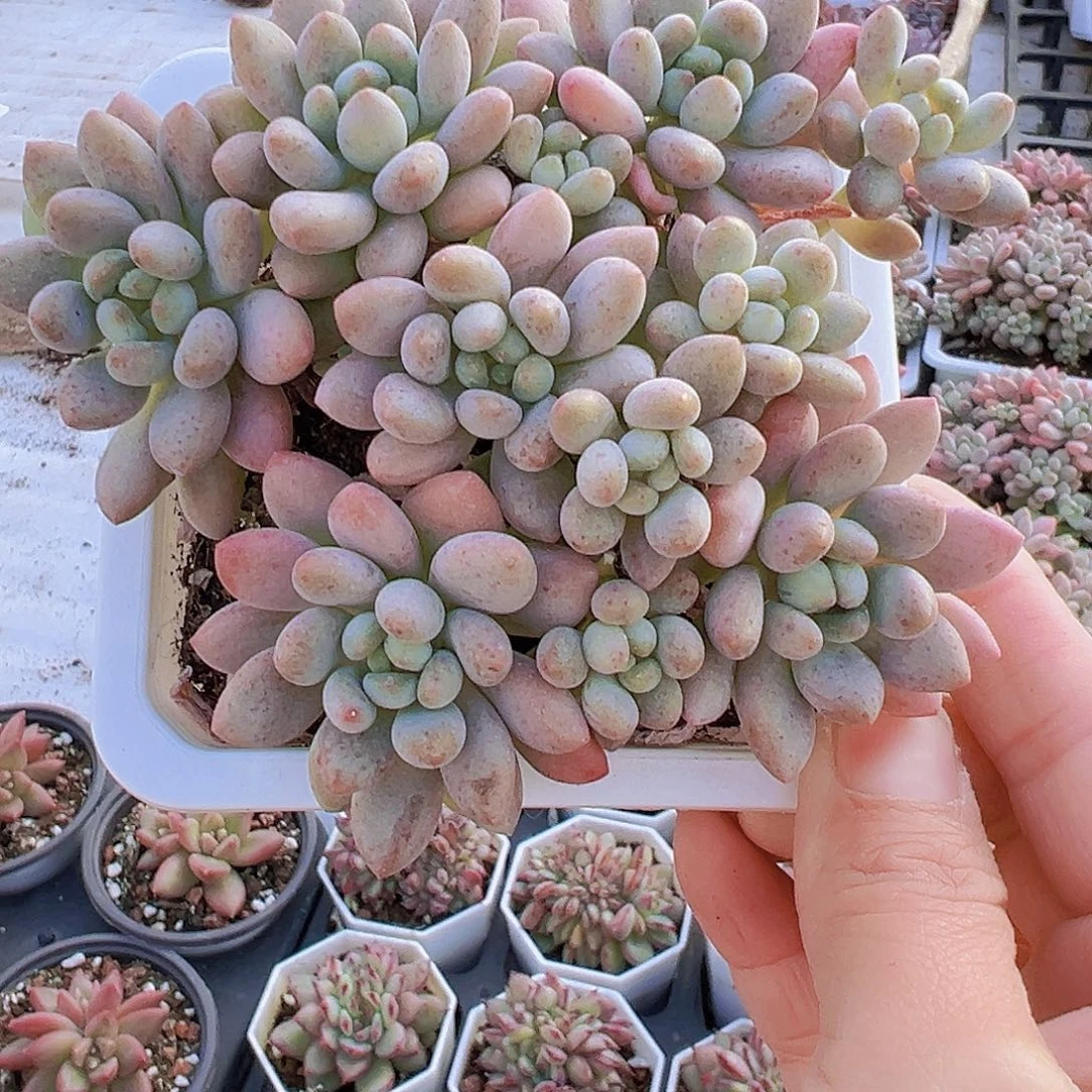 大洛可可19包邮拓土发货
