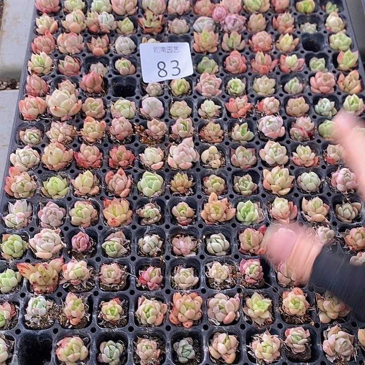 83 多肉植物盆栽花卉植物