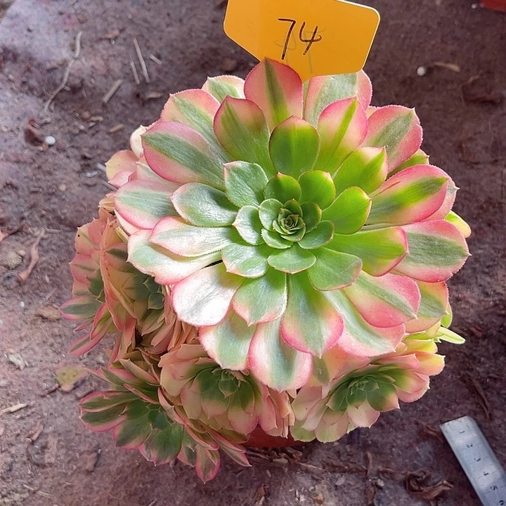 74一颗雨荷法师多肉