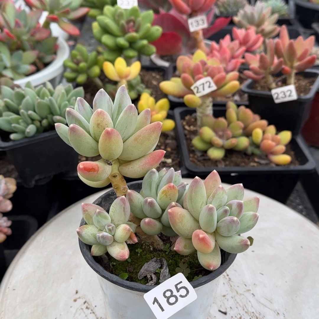 185号 一物一拍 一物一拍