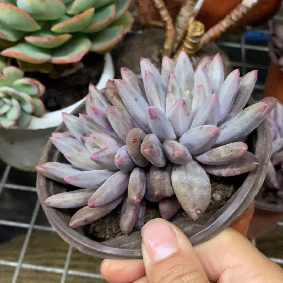 红蜻蜓双头起发老桩