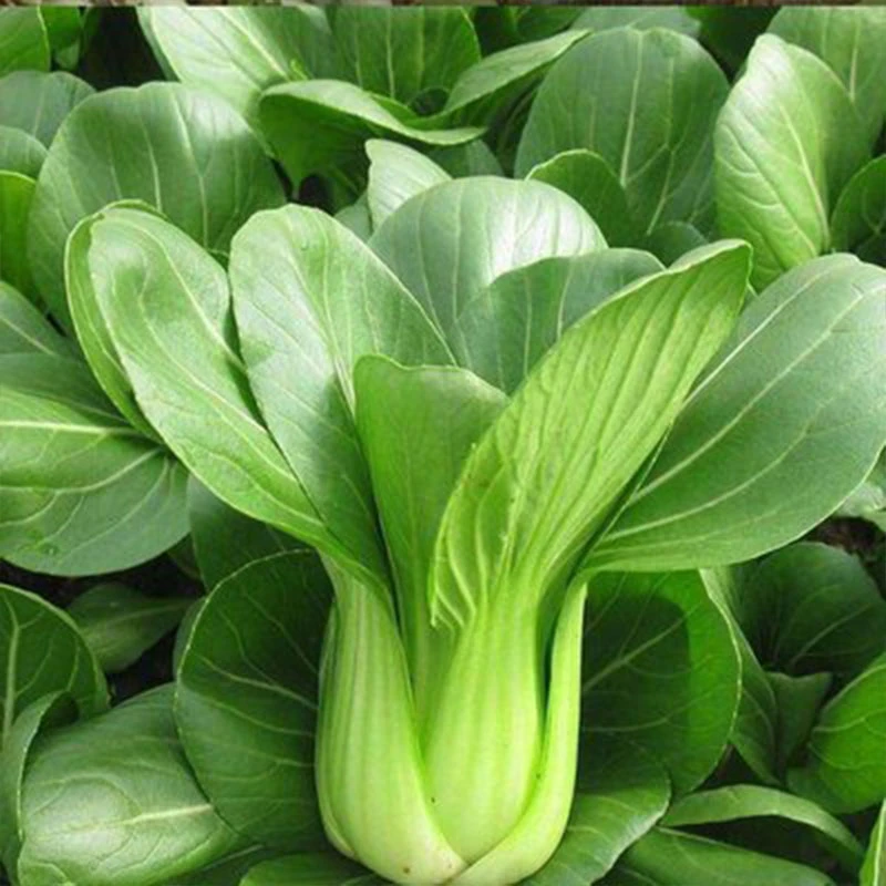 【全店满3包包邮】今年新种四季上海青青菜易种易活蔬菜种子