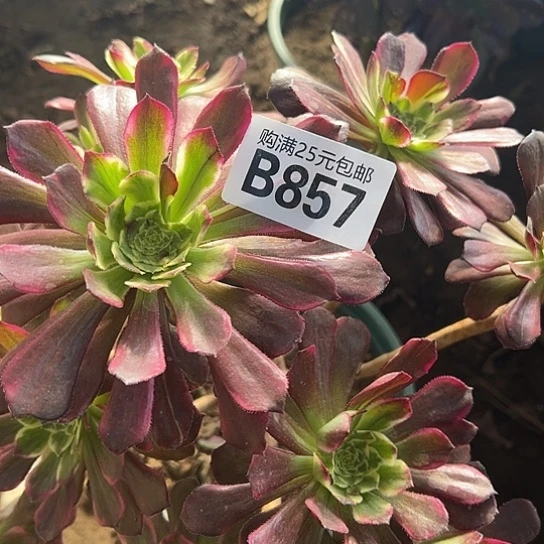 靖***5多肉植物一个